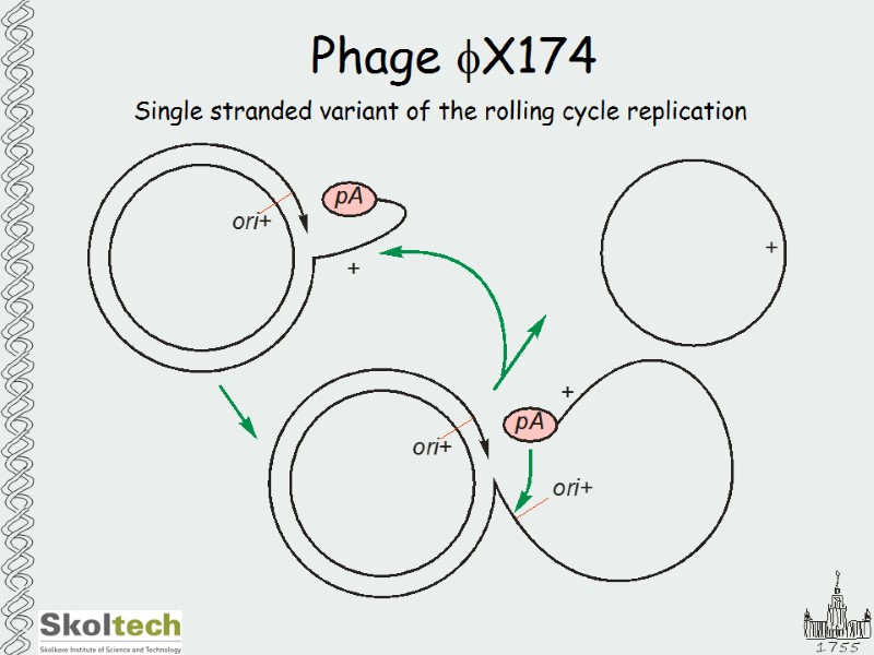 Phage fX174 Single stranded variant of the rolling cycle replication